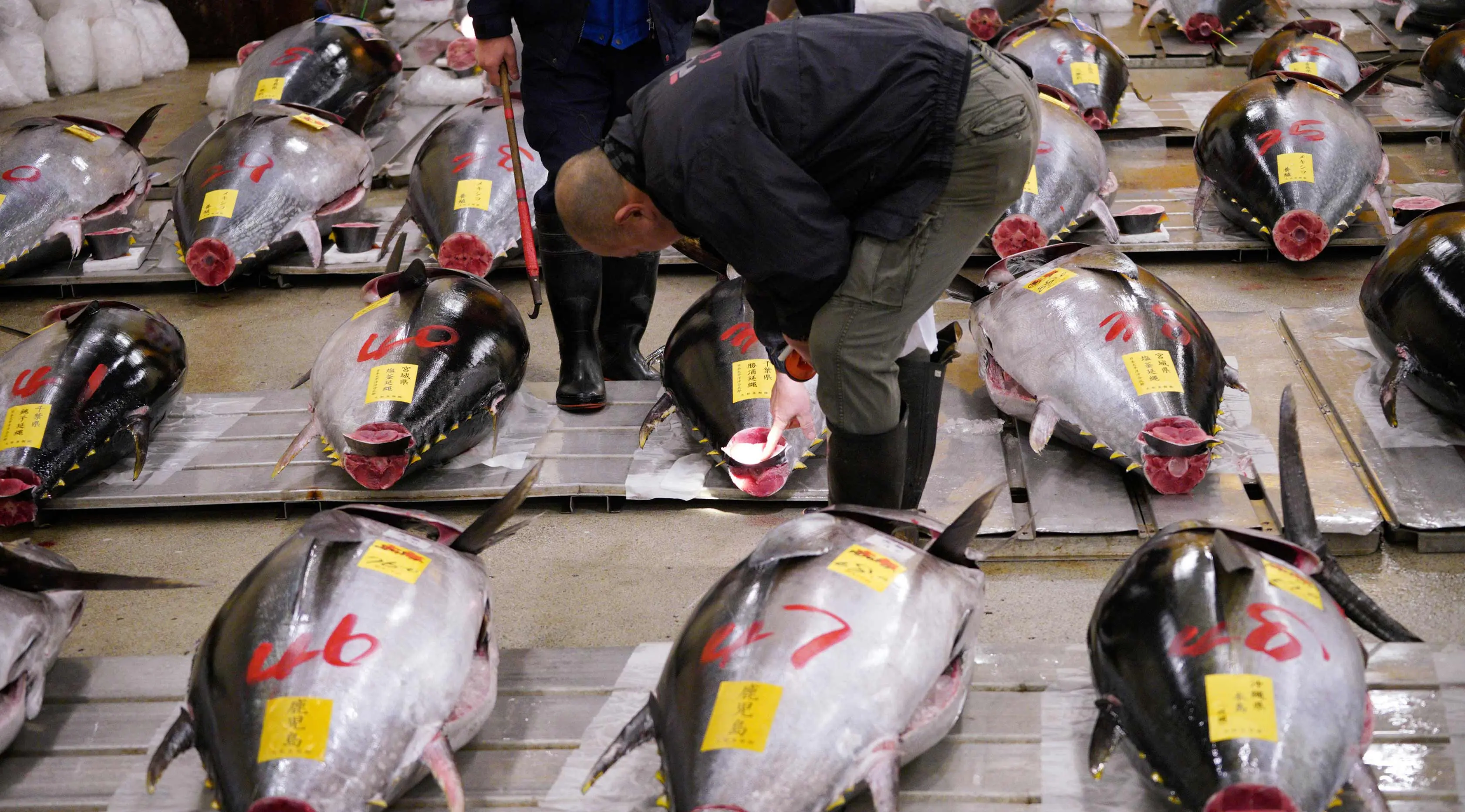 Calon pembeli memeriksa kualitas ikan tuna segar sebelum pelelangan pertama tahun ini di pasar ikan Tsukiji di Tokyo (5/1). Presiden LEOC Co, Hiroshi Onodera, yang mengelola bisnis restoran sushi memenangkan tawaran lelang ini. (AP Photo / Eugene Hoshiko)