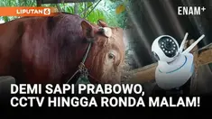 Ahmad, peternak asal Polewali Mandar, Sulbar, melakukan pengamanan ekstra ketat setelah sapinya resmi dibeli Presiden RI Prabowo Subianto untuk kurban Idul Adha.
