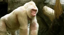 Gorilla merupakan hewan yang terkenal akan kekuatannya, dan kepintarannya. Gorilla albino sangat langka di dunia. Gorilla ini memiliki umur di antara 38 - 40 tahun yang merupakan umur paling tinggi di antara gorilla pada umumnya. (matome.naver.jp)