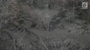 Kebun yang kering di Desa Besakih, Karangasem, Bali, Jumat (8/12). Erupsi Gunung Agung yang memuntahkan abu vulkanik menyebabkan kawasan Besakih yang sebelumnya hijau menjadi gersang akibat banyak pohon terbakar dan mati. (Liputan6.com/Immanuel Antonius)