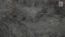 Kebun yang kering di Desa Besakih, Karangasem, Bali, Jumat (8/12). Erupsi Gunung Agung yang memuntahkan abu vulkanik menyebabkan kawasan Besakih yang sebelumnya hijau menjadi gersang akibat banyak pohon terbakar dan mati. (Liputan6.com/Immanuel Antonius)