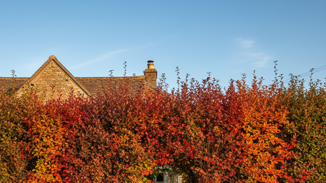 Valla de la casa de Berberis thunbergii(Gemini AI)