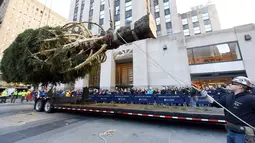 Pekerja menggunakan alat berat untuk memasang pohon Natal raksasa di Rockefeller Center, kota New York, Sabtu (10/11). Pohon cemara jenis The Norway Spruce ini memiliki tinggi 22 meter dengan berat 12 ton.  (Diane Bondareff/AP for Tishman Speyer)