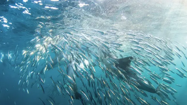 Gerombolan Ikan Invasif Mengancam Ekosistem Laut