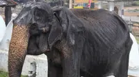Kecam Eksploitasi Gajah Kurus Tikiri, Netizen Petisi Pemerintah Sri Lanka