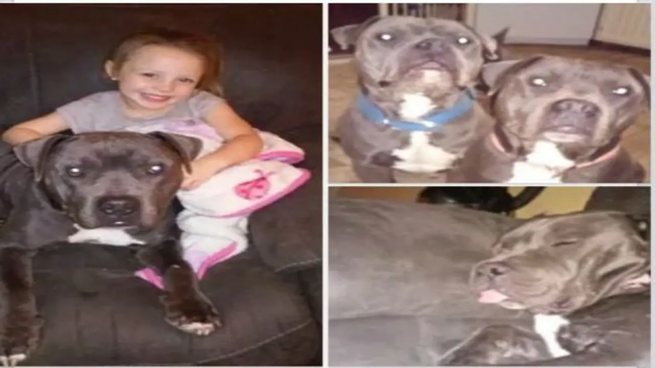 Anak usia 4 tahun beri makan 6 anjing pit bull