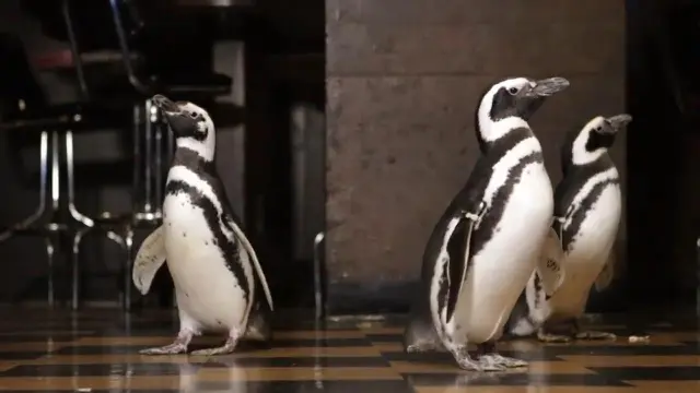 Penguin-Penguin Lucu Duta Kampanye Kurangi Sampah Plastik