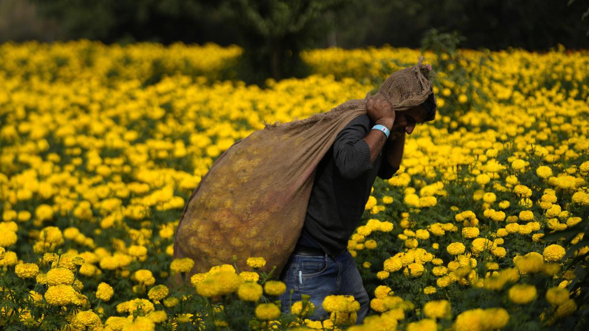 Festival Panen India Hadapi Masalah di Tengah Ancaman Perubahan Iklim