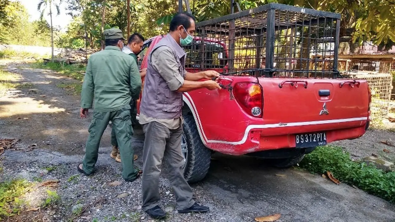 Personel BBKSDA Riau membawa kandang jebak ke Desa Teluk Lanus setelah kejadian harimau terkam manusia.