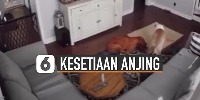 VIDEO: Bikin Haru, Anjing Beri Matras Pada Saudaranya yang Sakit