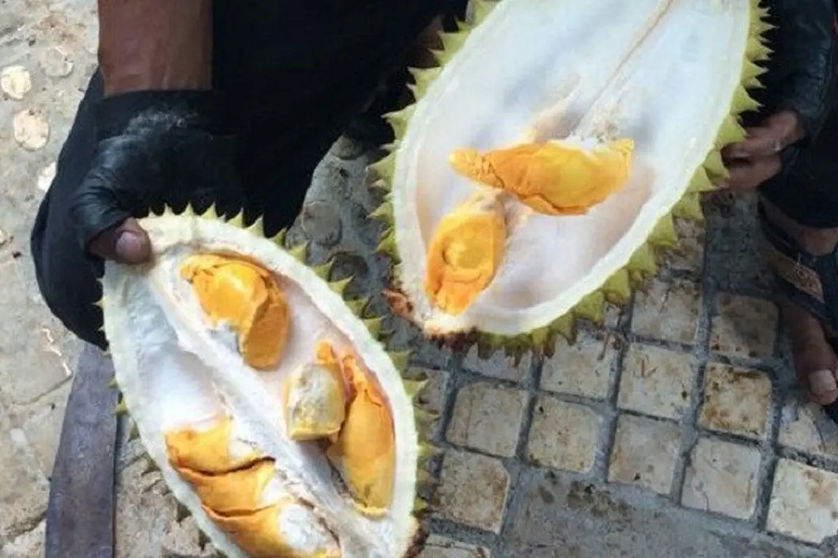 Durian Kencoro Rukmi