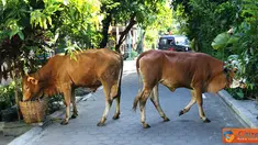 Citizen6, Karanganyar: Sapi tanpa didampingi pemiliknya tersebut berjalan dan mencari makanan dari tempat sampah warga. (Pengirim: Alvein Damardanto)