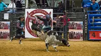 Seorang koboi junior bersaing dalam kompetisi World Finals for the International Miniature Bull Rider 2020 di Mesquite, Texas, AS, 9 Desember 2020. Kompetisi yang diselenggarakan oleh International Miniature Bullrider's Association itu diikuti oleh lebih dari 260 kontestan. (Xinhua/Dan Tian)