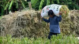 Pemprov Bali optimistis meningkatkan surplus beras dari 62 ribu ton pada 2025 menjadi sekitar 70 ribu ton pada 2026. Tampak dalam foto, seorang petani membawa karung berisi jerami padi yang telah dipisahkan dari tangkainya di Denpasar, Bali, pada Kamis 30 April 2026. (SONNY TUMBELAKA/AFP)