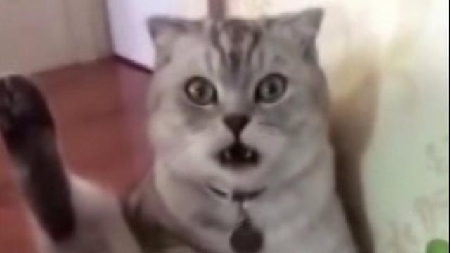 6 Potret Kucing Terlihat Kaget Ini Lucu, Bola Mata Melotot