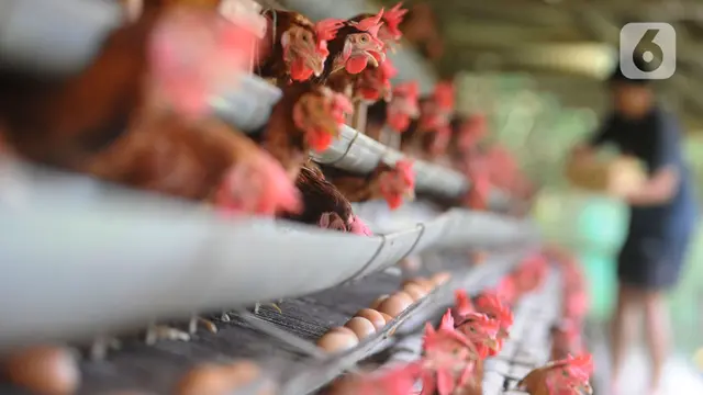 harga telur ayam di tingkat peternak