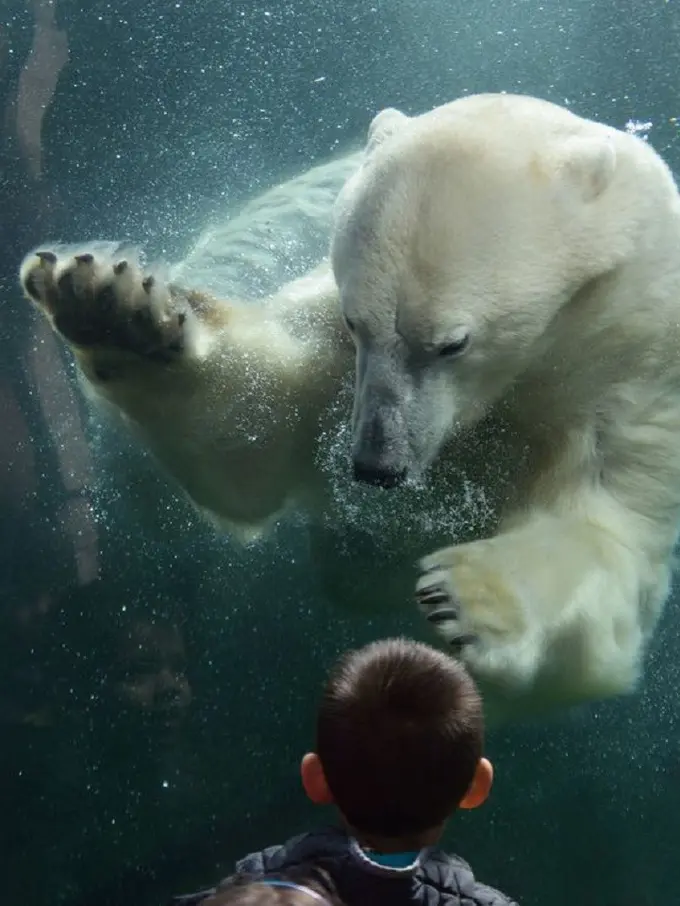 [Bintang] Beruang Kutub