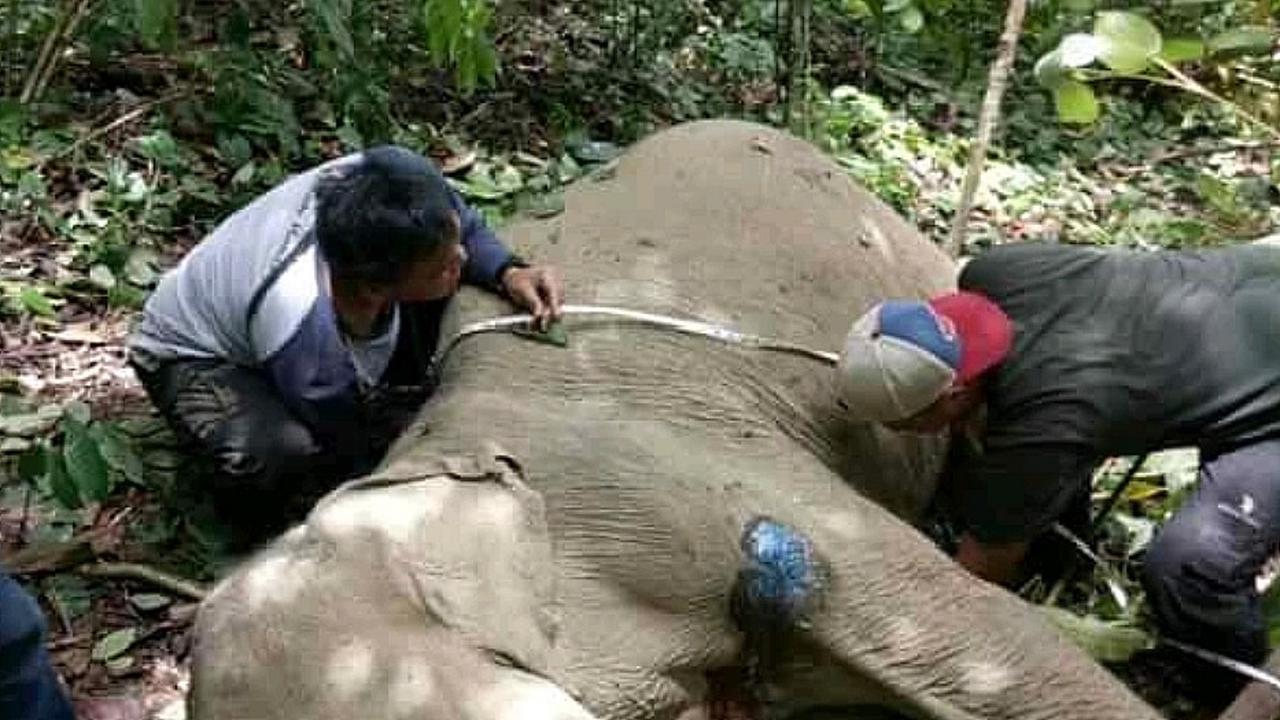 Rancangan Qanun Perlindungan Satwa di Aceh