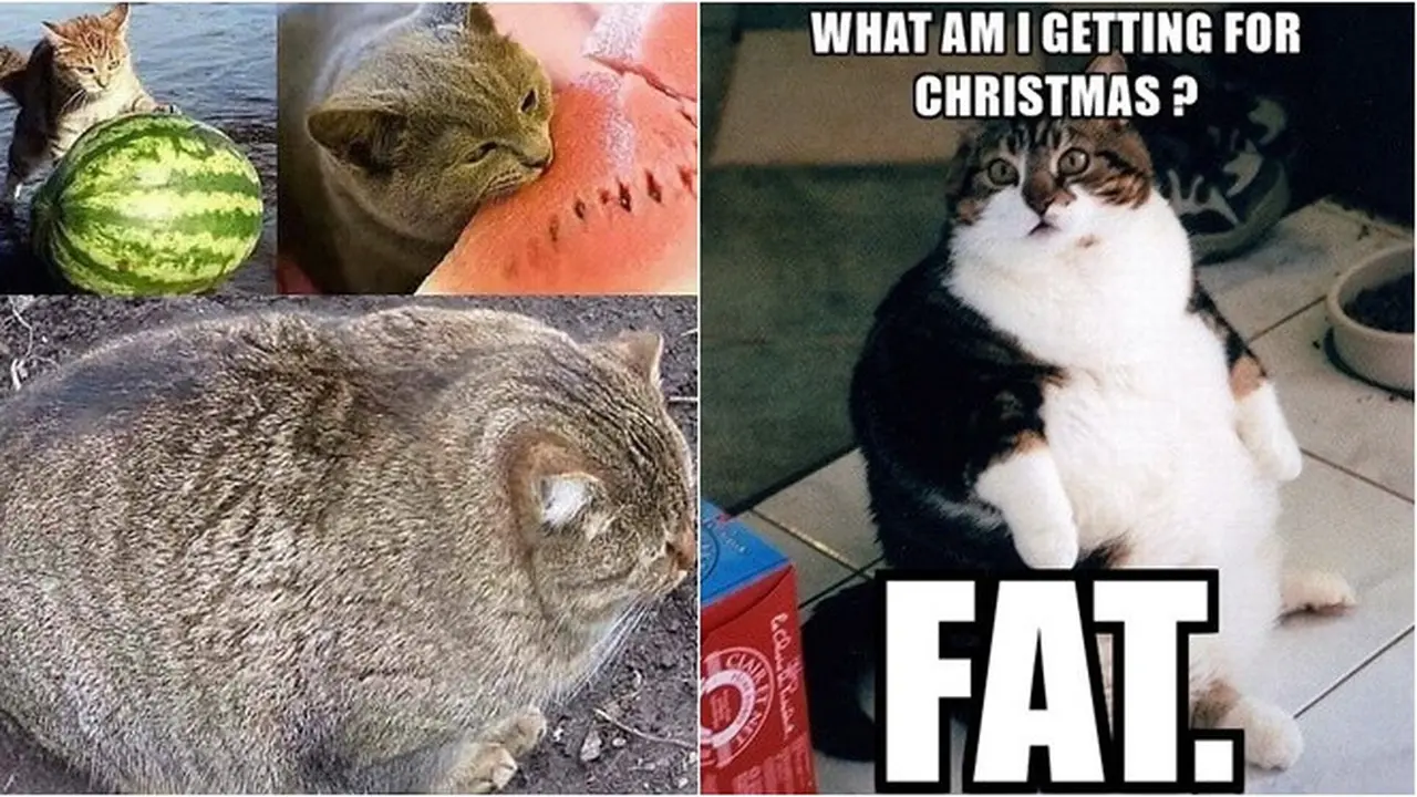 6 Meme Kucing Kegendutan Ini Bikin Gemas