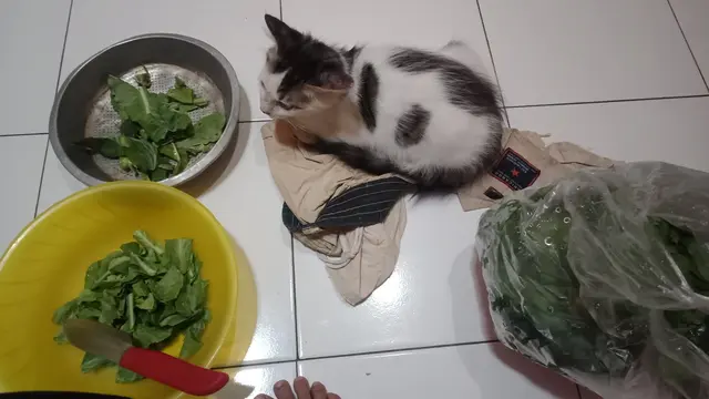 Potret Kucing 'Bantuin Masak' Di Dapur, Aksinya Bikin Gemas. (Sumber: Twitter/ZOO_FESS)