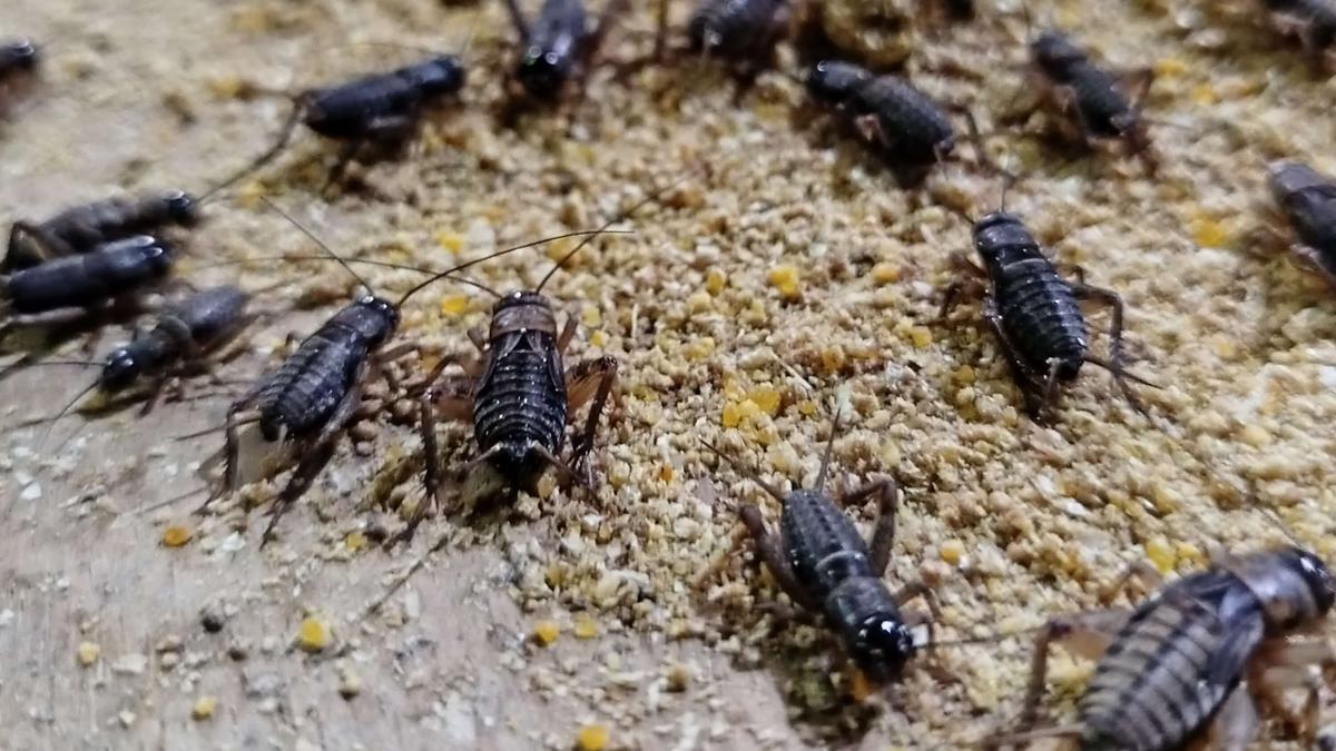 7 Pakan Terbaik agar Jangkrik Cepat Besar dan Tidak Mudah Mati