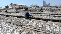 Sejumlah pekerja saat mengeringkan ikan asin di wilayah kampung nelayan Muara Angke, Jakarta, Senin (3/8/2015). Musim kemarau membuat produksi ikan asin di daerah tersebut meningkat 50 persen. (Liputan6.com/Faizal Fanani)