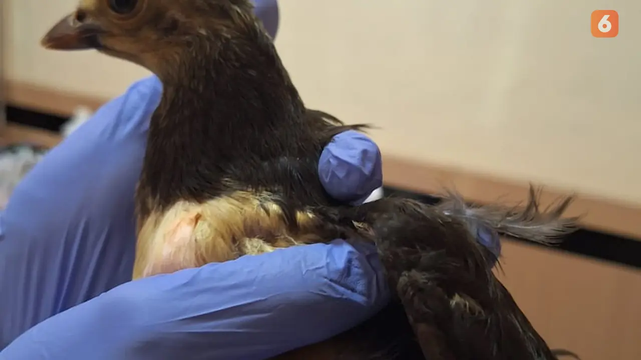 Seekor Burung Maleo endemik Sulawesi