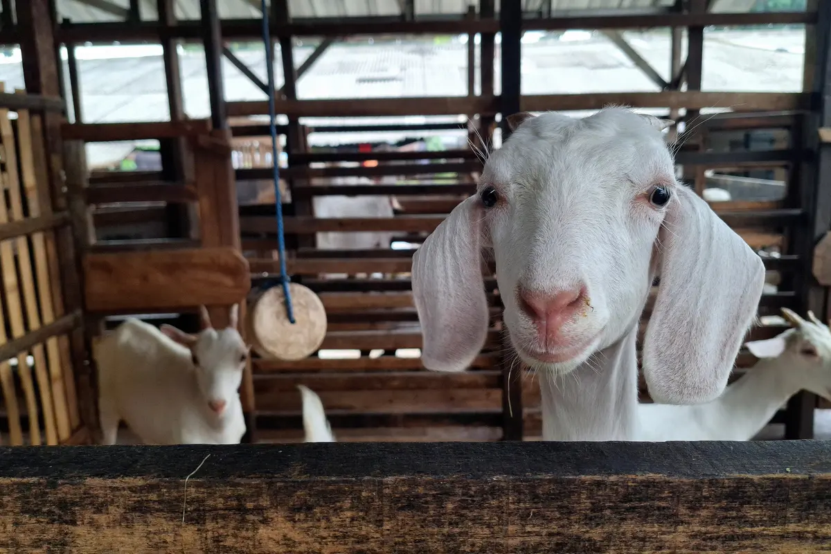 Kambing