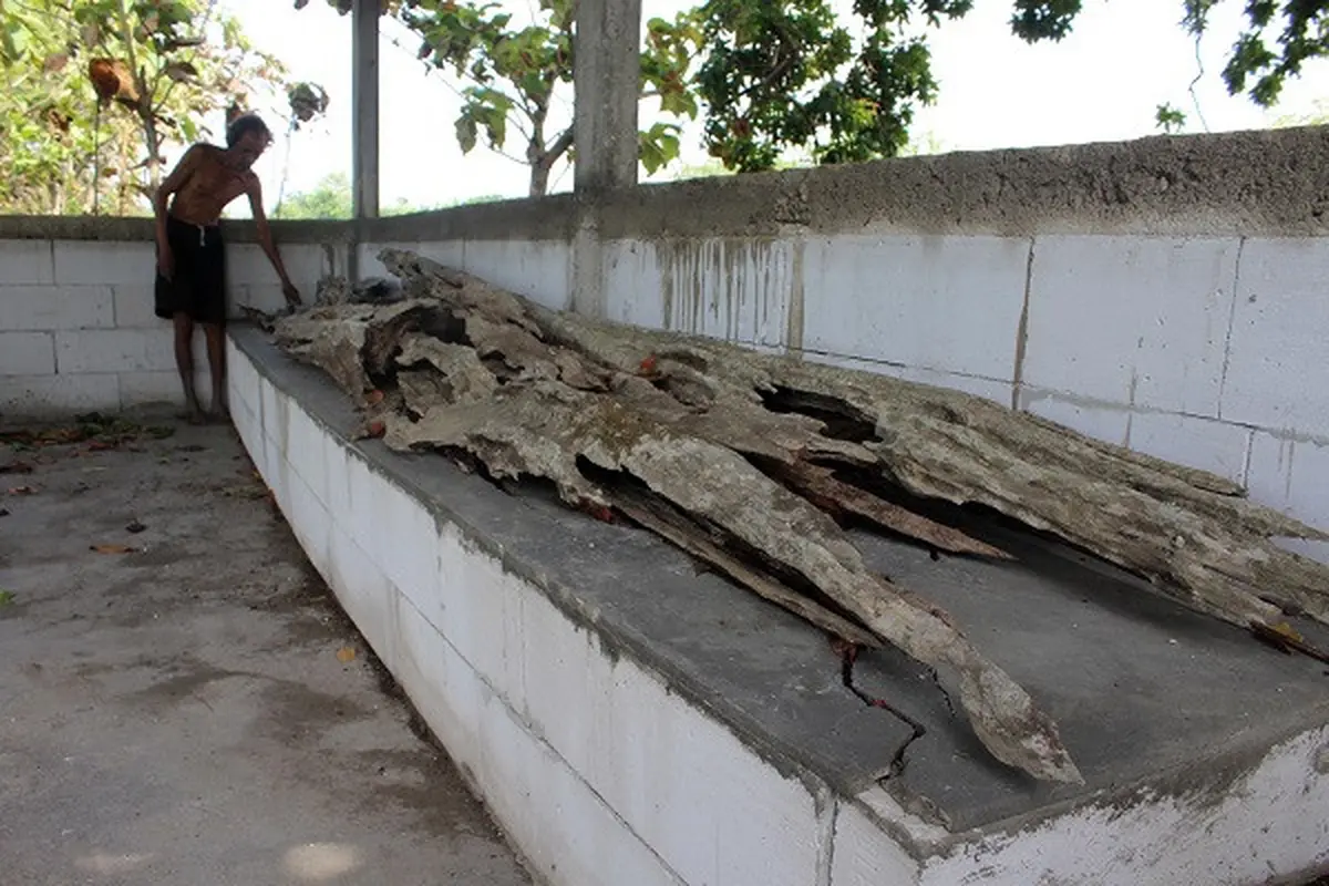 Seorang warga melihat-lihat kondisi kayu tua yang diyakini sebagai perahu atau gethek Jaka Tingkir di Punden Domba di Dukuh Butuh, Desa Karangudi, Ngrampal, Sragen, Jumat (16/10/2020). (Solopos/Tri Rahayu)