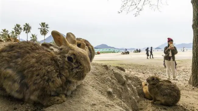 	Kelinci-kelinci di Pulau Okunoshima. (Sumber defense.gov)