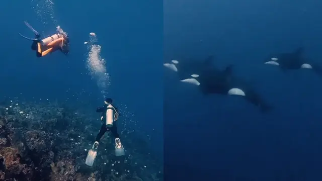 Kisah Penyelam Abadikan Momen Langka nan Menakjubkan Bertemu Paus Orca di Perairan Sulawesi Utara