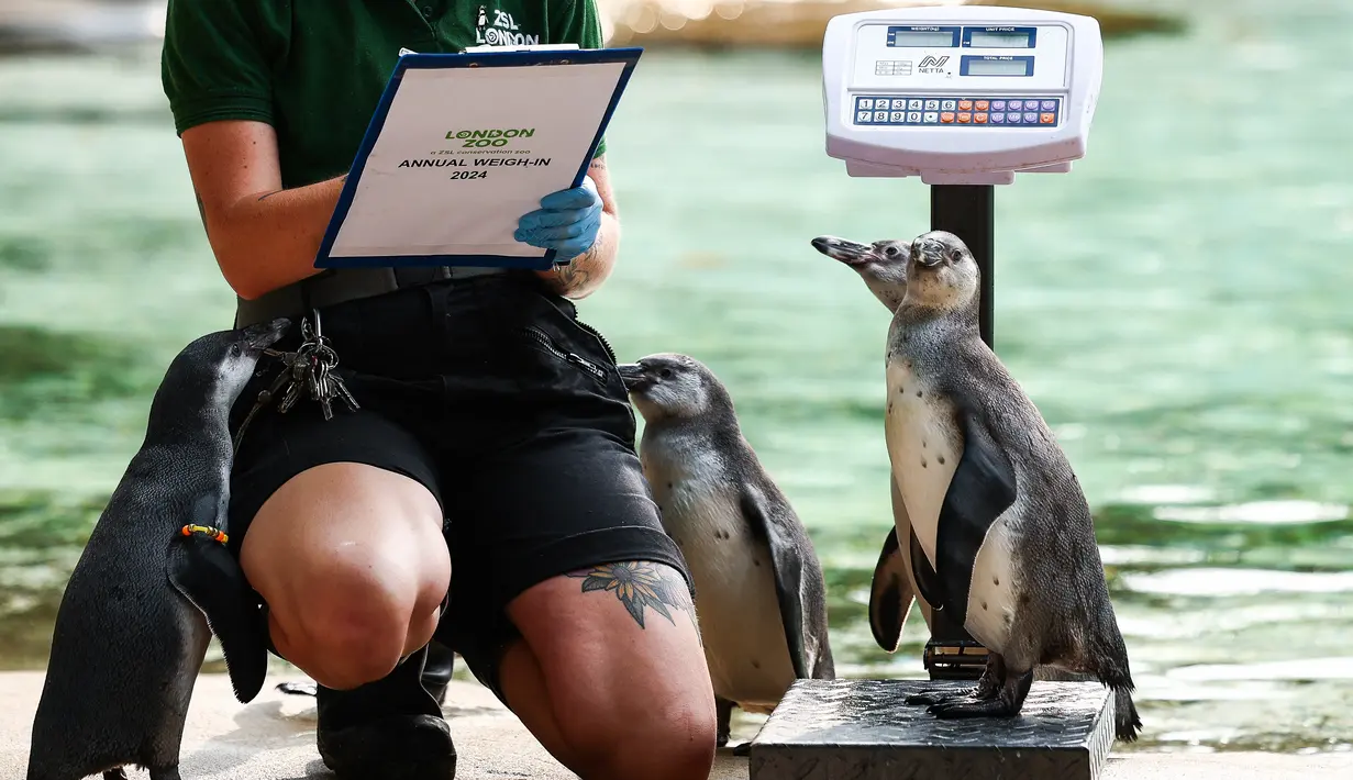Bagi masyarakat umum, penguin Humboldt tampak sama. Tetapi, penjaga mereka tahu bahwa mereka sangat berbeda. (HENRY NICHOLLS / AFP)