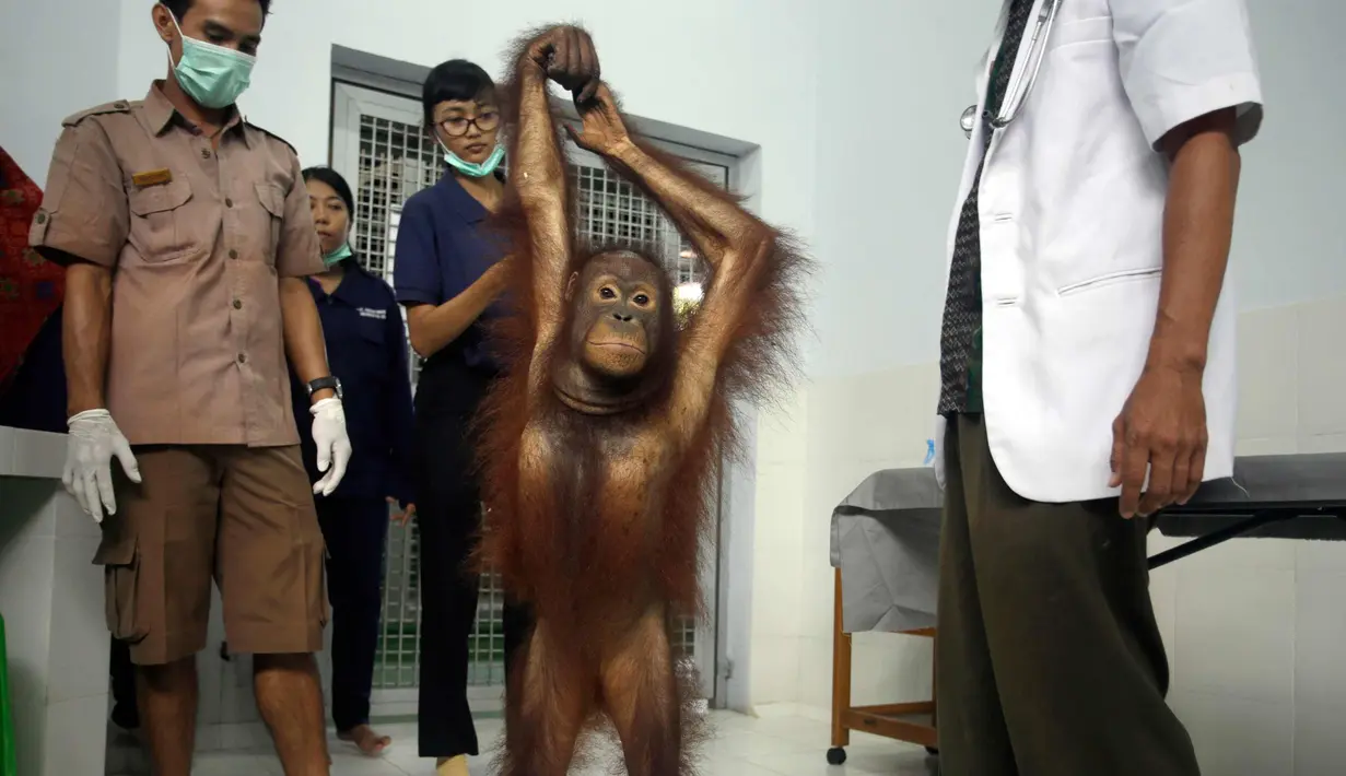 Septi, Orangutan berusia enam tahun mendapat pemeriksaan di Bali Zoo, Gianyar, Bali (30/12). Kebun binatang di Bali ini setiap bulannya rutin memeriksa kesehatan Orangutan yang diselamatkan dari kebakaran hutan di Kalimantan. (AP Photo/Firdia Lisnawati)