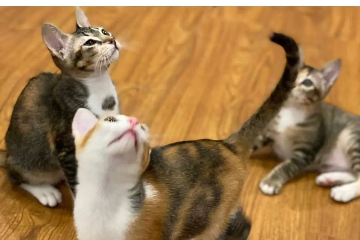 Prabowo mengunggah foto kucing di Hari Kucing Sedunia, bikin warganet gemas.