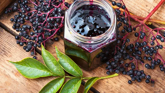 Elderberry