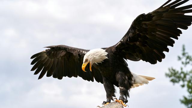 Eagle