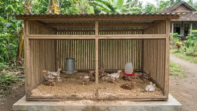 Model Kandang Ayam Broiler untuk 10 Ekor