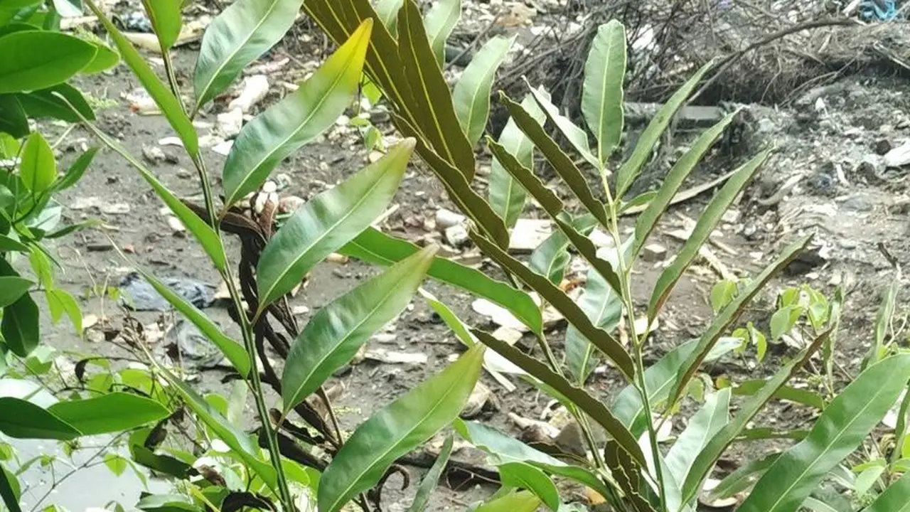 Mengenal Pappa, Sayur Bangsawan Langka Khas Sulsel 