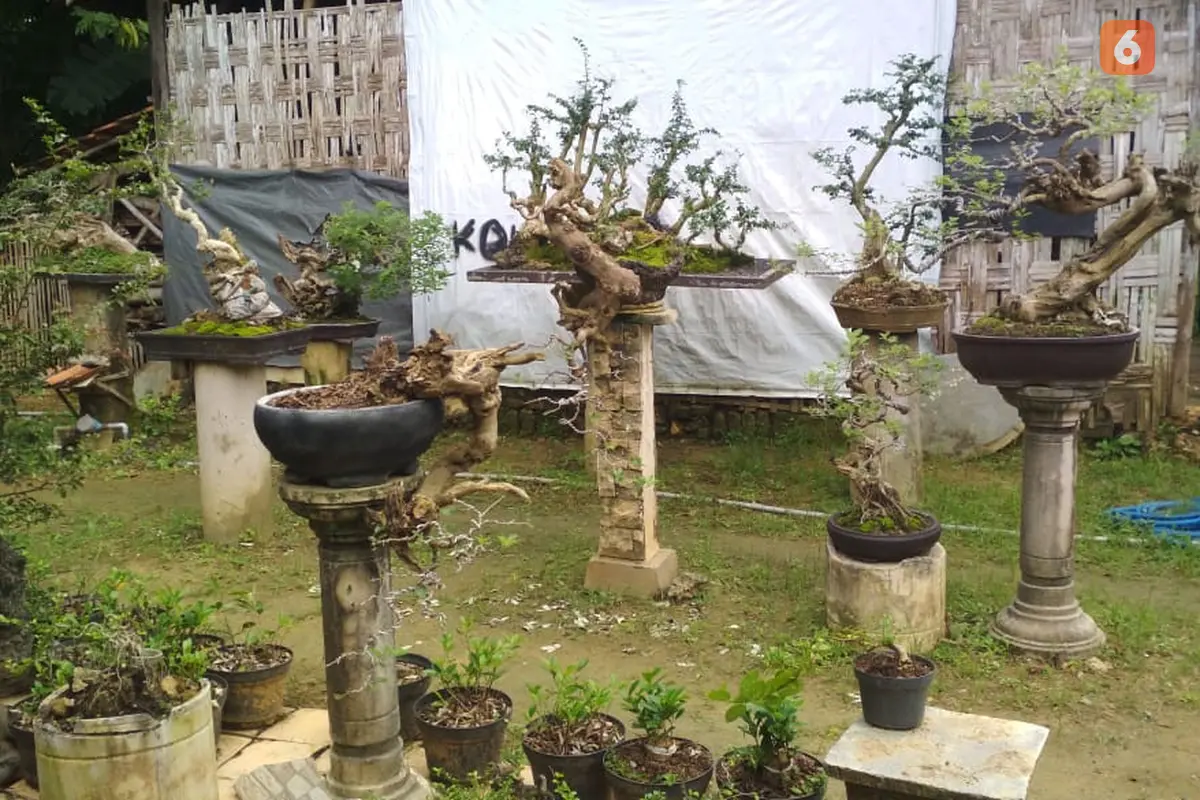 Bonsai