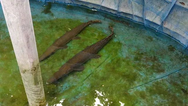Ikan aligator