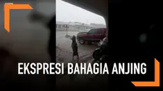 Seekor anjing menunjukkan kebahagiaan saat main air hujan untuk pertama kalinya.