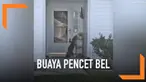 Warga merekam kejadian unik ketika seekor buaya menghampiri sebuah rumah dan mencoba untuk membunyikan bel pintu rumah.