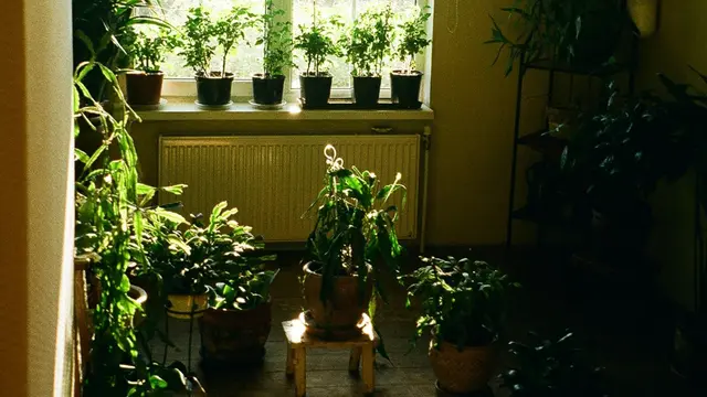 Ilustrasi ruang dengan tanaman yang rimbun dan banyak (dok. Unsplash/Krišjānis Kazaks)