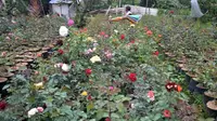 Bunga mawar jadi salah satu yang banyak dibudidayakan di Desa Sidomulyo, Kota Batu, Jawa Timur (Liputan6.com/Zainul Arifin)