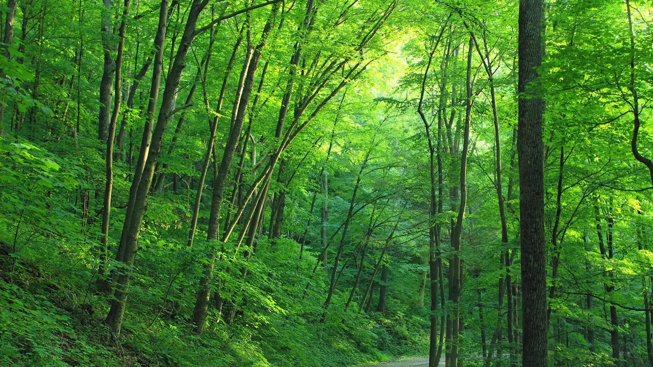 hutan