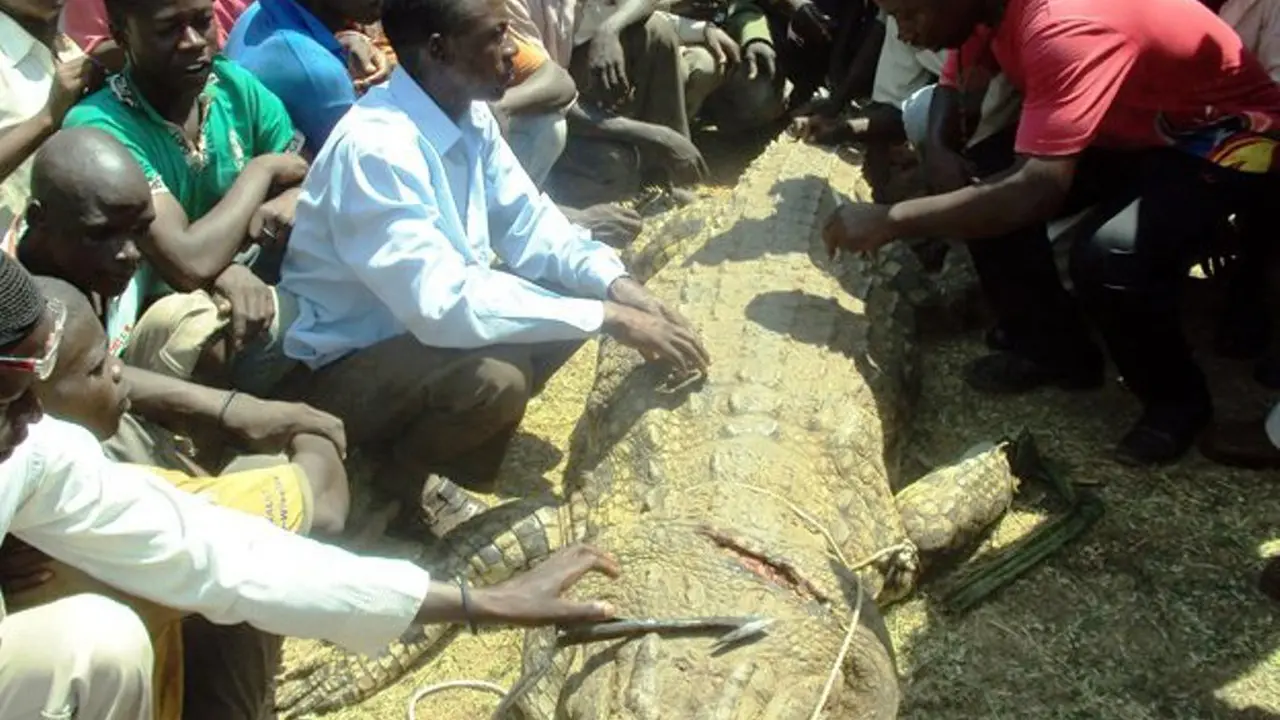 Teror buaya di Uganda