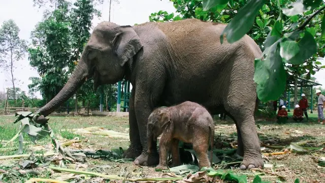 Induk gajah bersama bayi yang baru dilahirkan di kawasan konservasi Kabupaten Pelalawan.