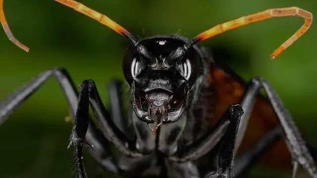 Bullet Ant (Semut Peluru)