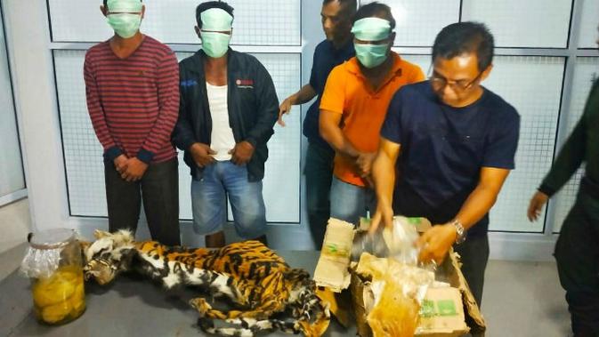 Siasat Jahat Pemburu Membunuh Harimau Regional Liputan6 Com