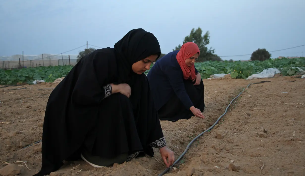 Sejumlah wanita Palestina bekerja di pertanian dekat perbatasan antara Jalur Gaza dan Israel, sebelah timur Kota Khan Younis, Jalur Gaza selatan, 28 Oktober 2020.  Banyak tanah subur di sepanjang perbatasan tersebut menjadi terlalu berbahaya untuk didekati warga Gaza. (Xinhua/Rizek Abdeljawad)